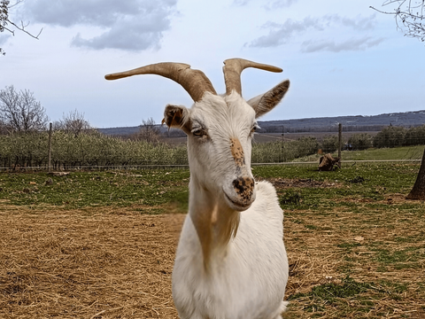 bez imena - foto