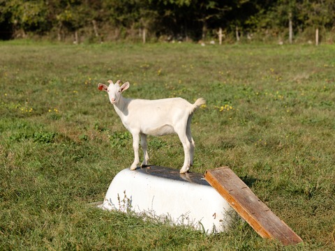 Roškica - foto