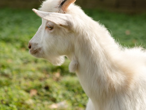 Zvonko - foto