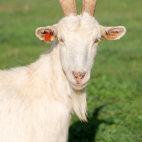 Bez imena - slika