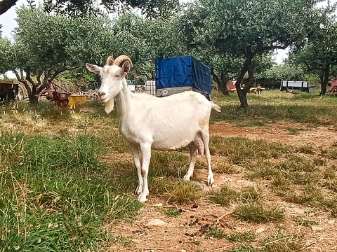 bez imena - foto