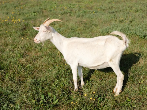 Roška - image