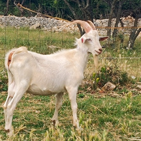 bez imena - foto