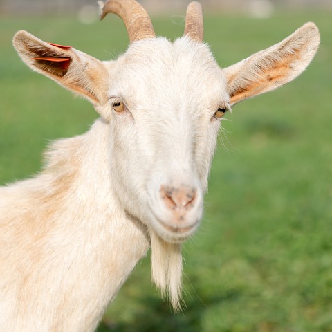 Bez imena - slika