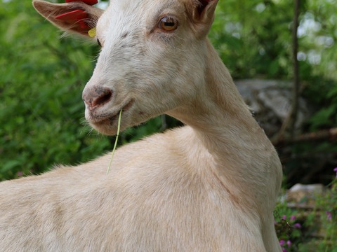 bez imena - slika