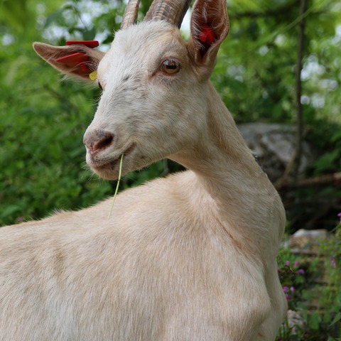 bez imena - slika