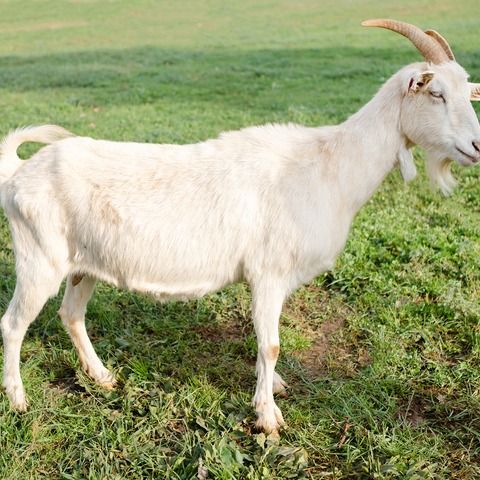 Bez imena - slika