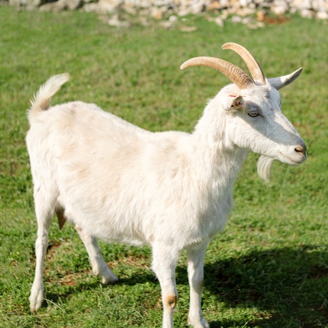 Bez imena - slika