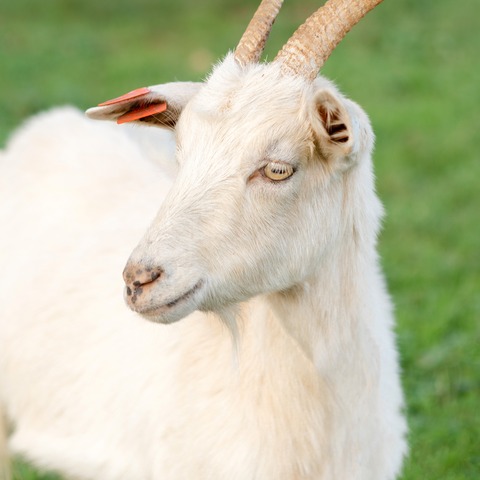 Bez imena - slika