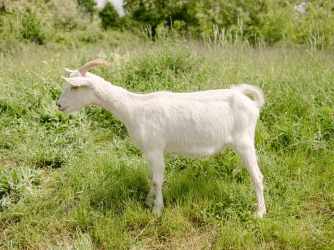 Belina - slika