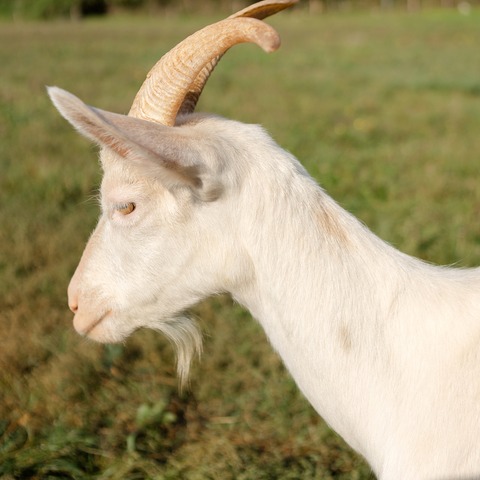 Roška - foto