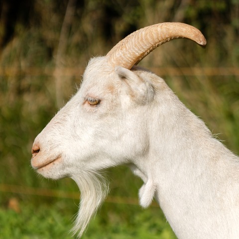 Keka - slika