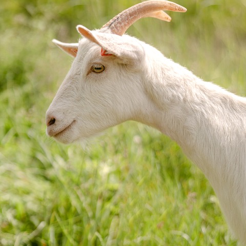Belina - slika