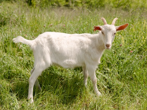 Keci - slika