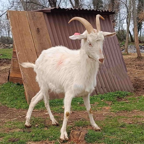 bez imena - slika