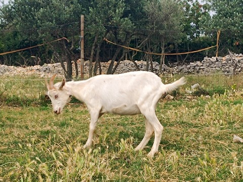 bez imena - foto