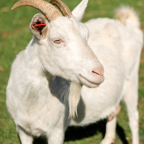 Bez imena - slika