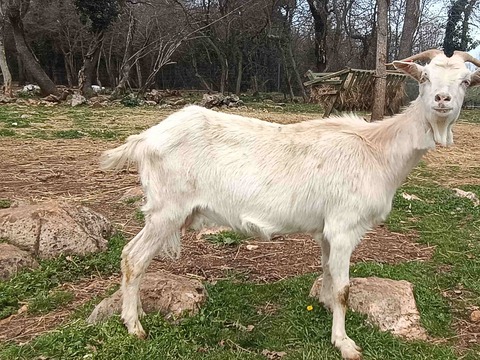 bez imena - image