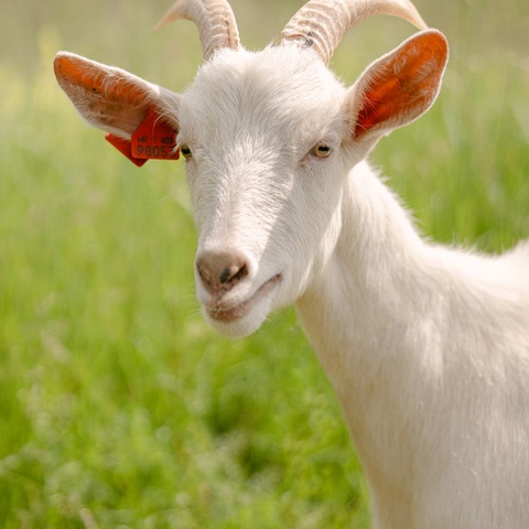 Nina - slika