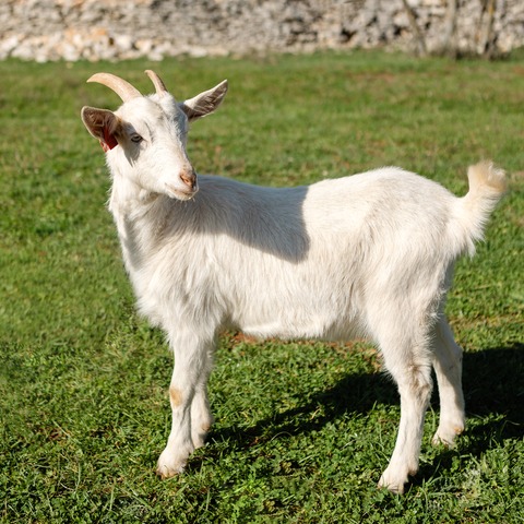 Bez imena - slika