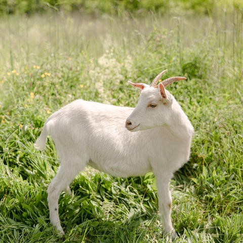 Zora - foto