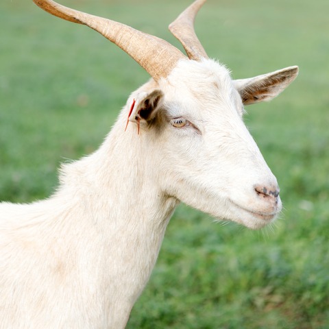Bez imena - slika
