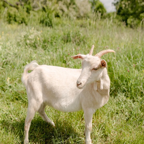 Foška - slika