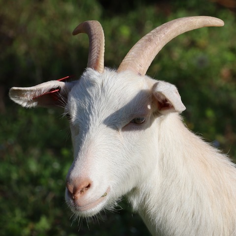 bez imena - slika
