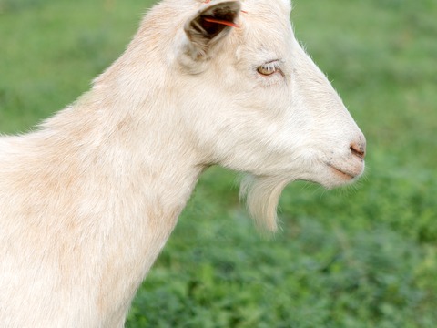 Bez imena - slika