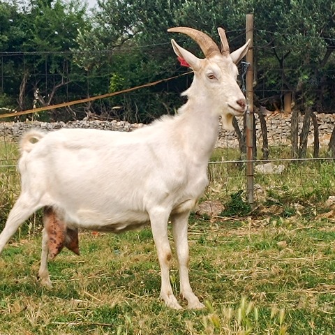 bez imena - foto