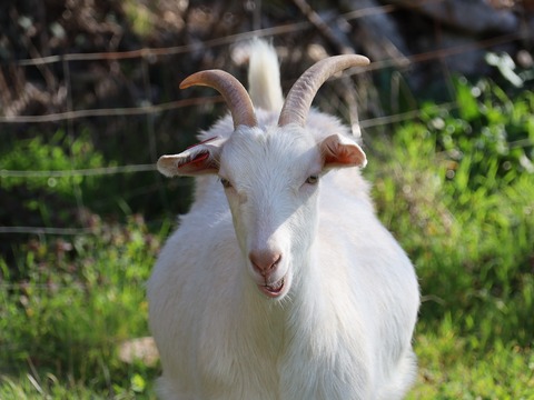 bez imena - foto