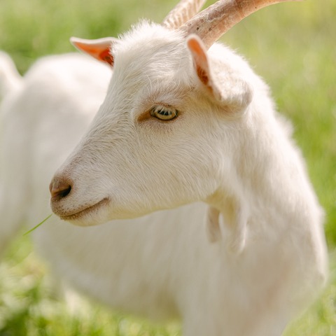 Lili - slika