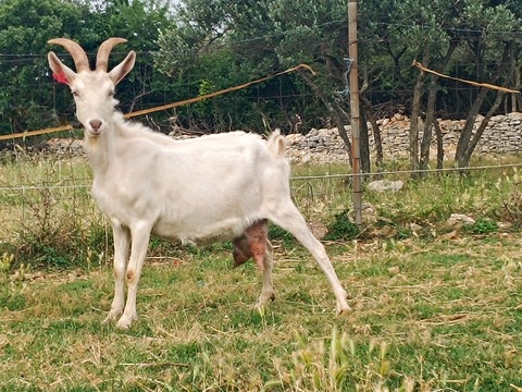 bez imena - foto