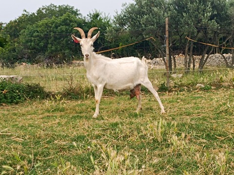 bez imena - foto