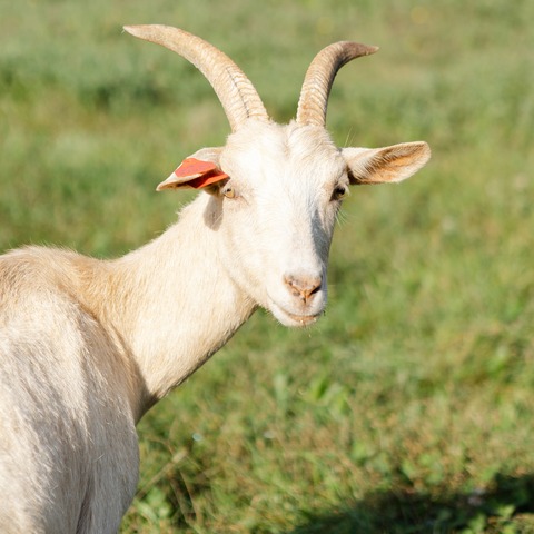Maza - slika