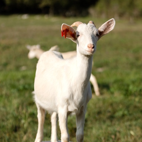 Roškica - foto