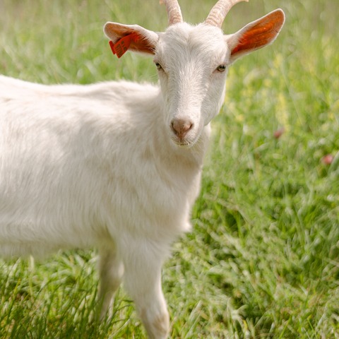 Keci - slika