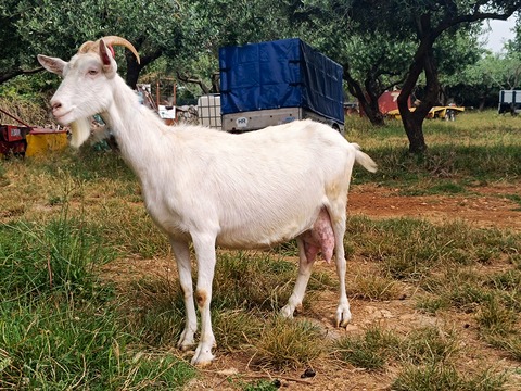 bez imena - foto