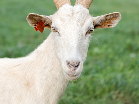 Bez imena - slika