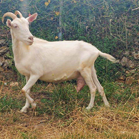 bez imena - slika
