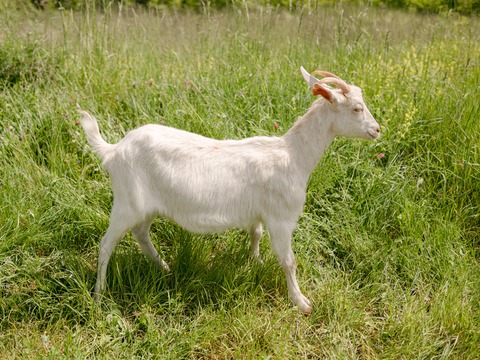 Keci - slika
